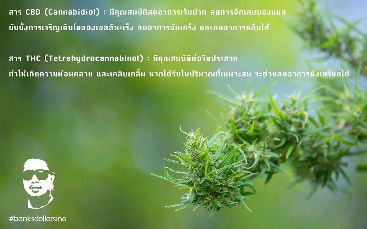 สาร THC และ CBD ในกัญชา